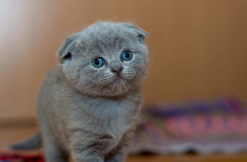 Cuccioli di gatto Scottish Fold: prezzo