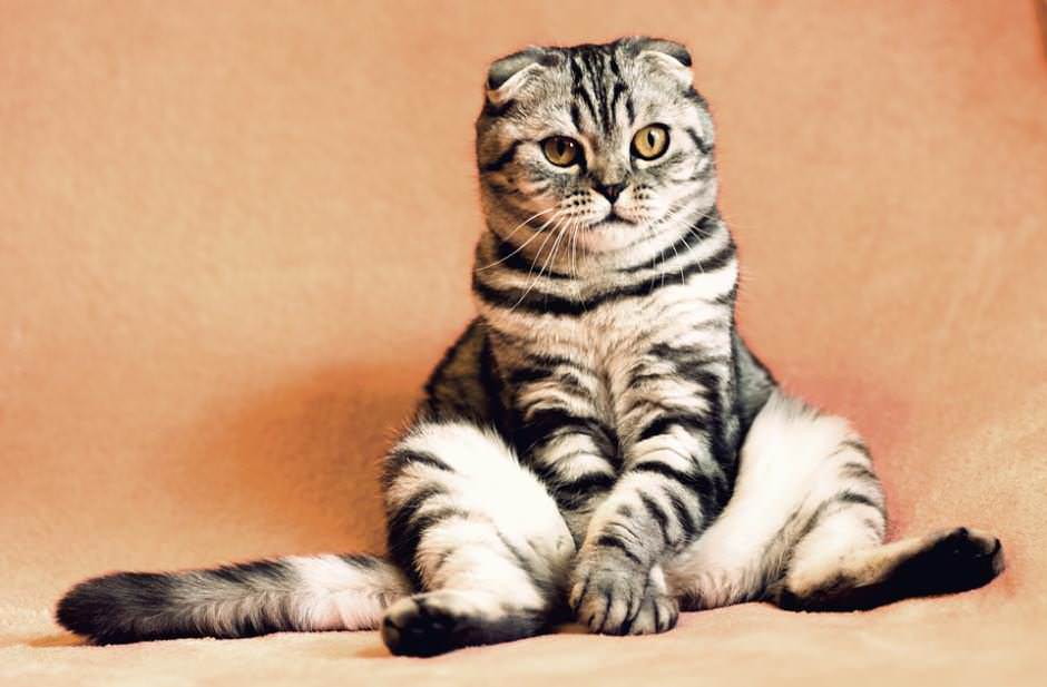 Scottish Fold prezzo