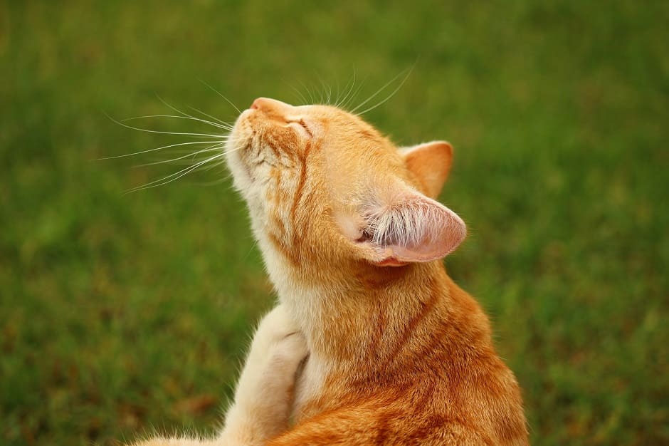 Dermatite allergica nel gatto